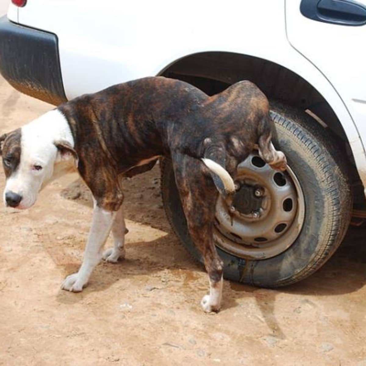 How To Prevent Dogs From Peeing On Car Tires