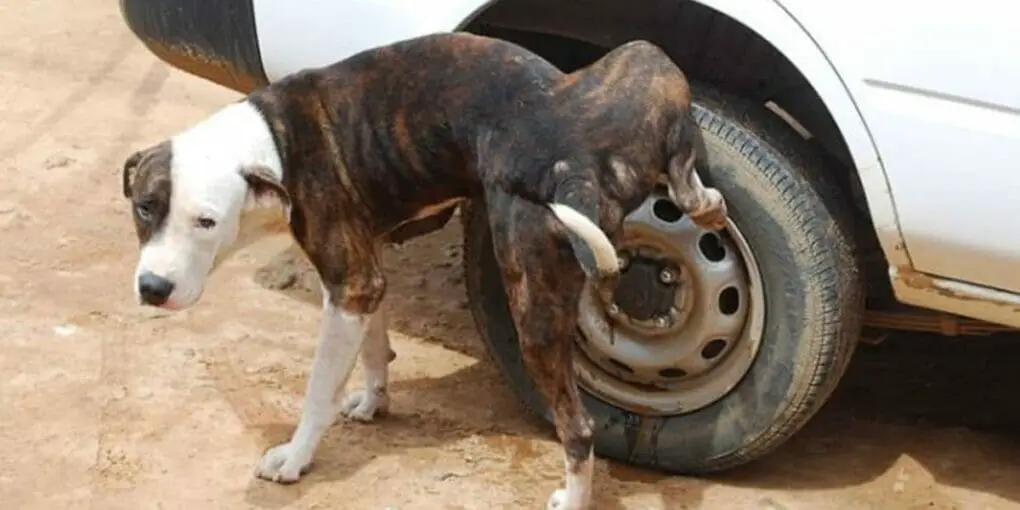 how-to-keep-dog-from-urinating-on-tires